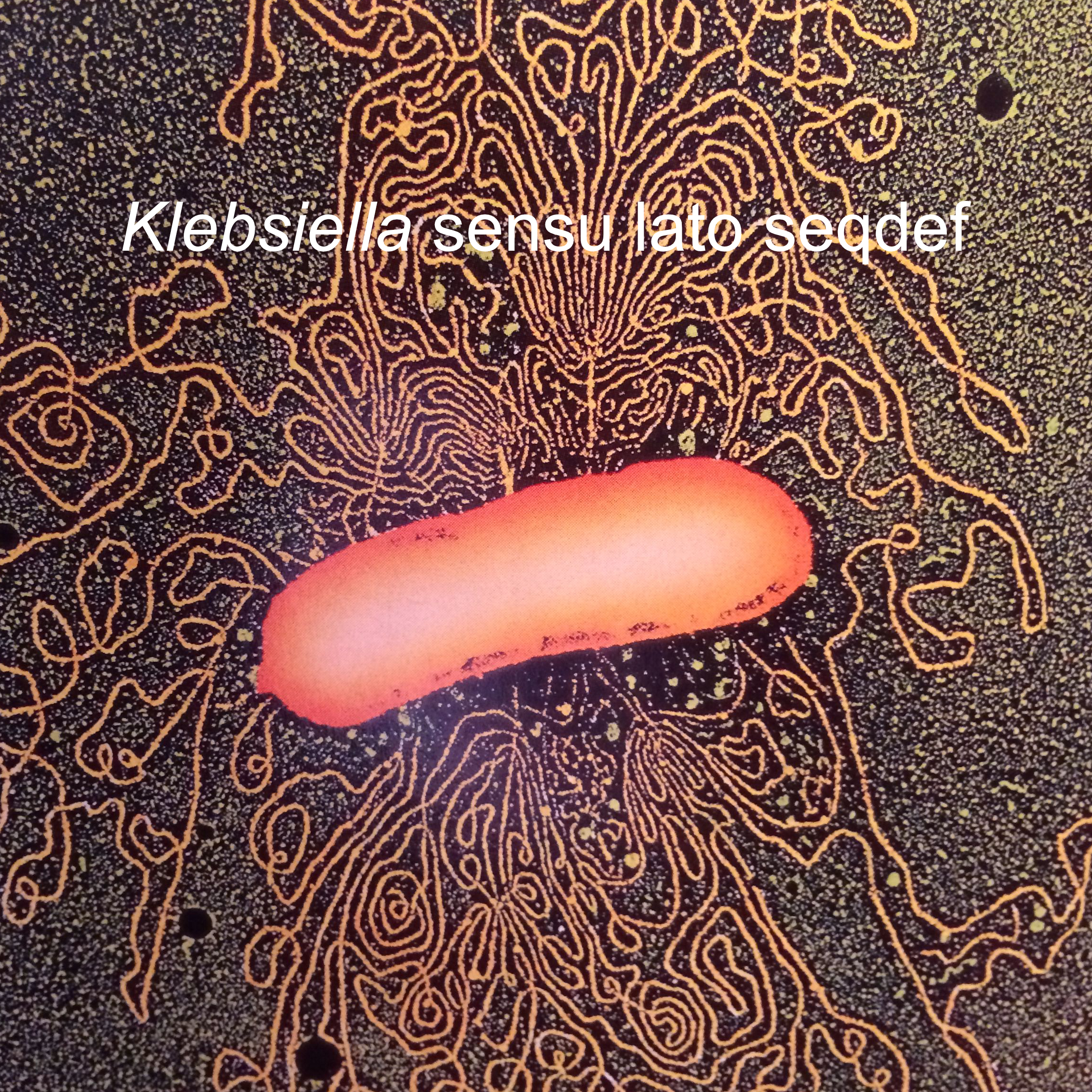 Klebsiella Sensu Lato Seqdef