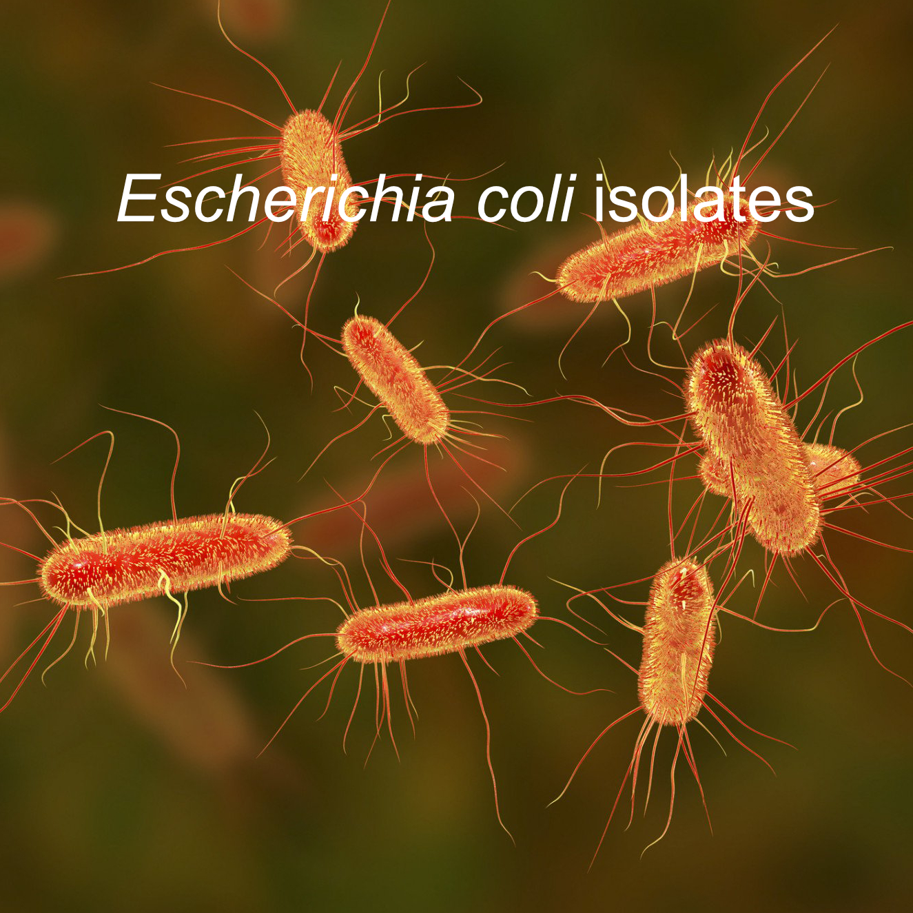 Escherichia coli Isolates