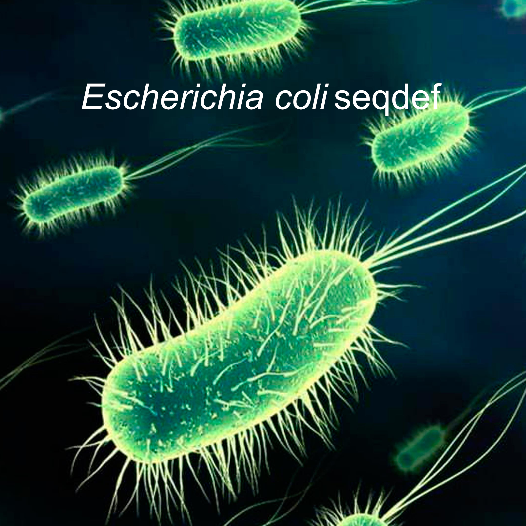 Escherichia coli Seqdef