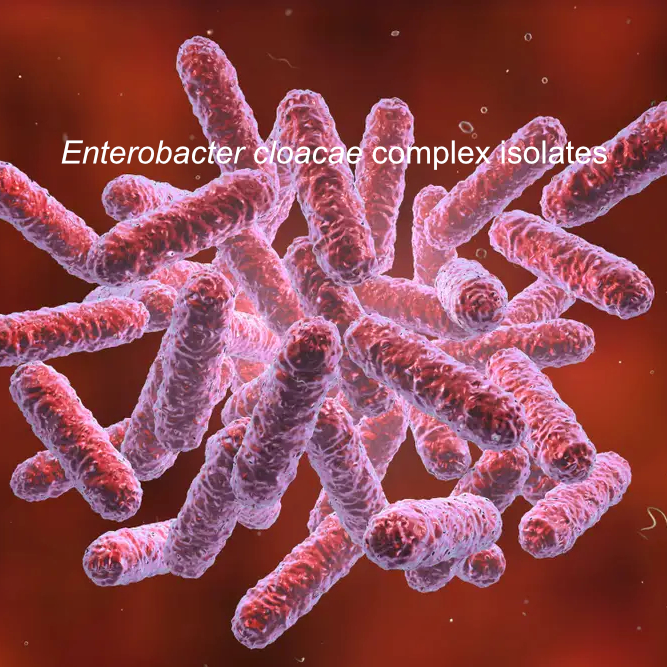 Enterobacter cloacae complex Isolates