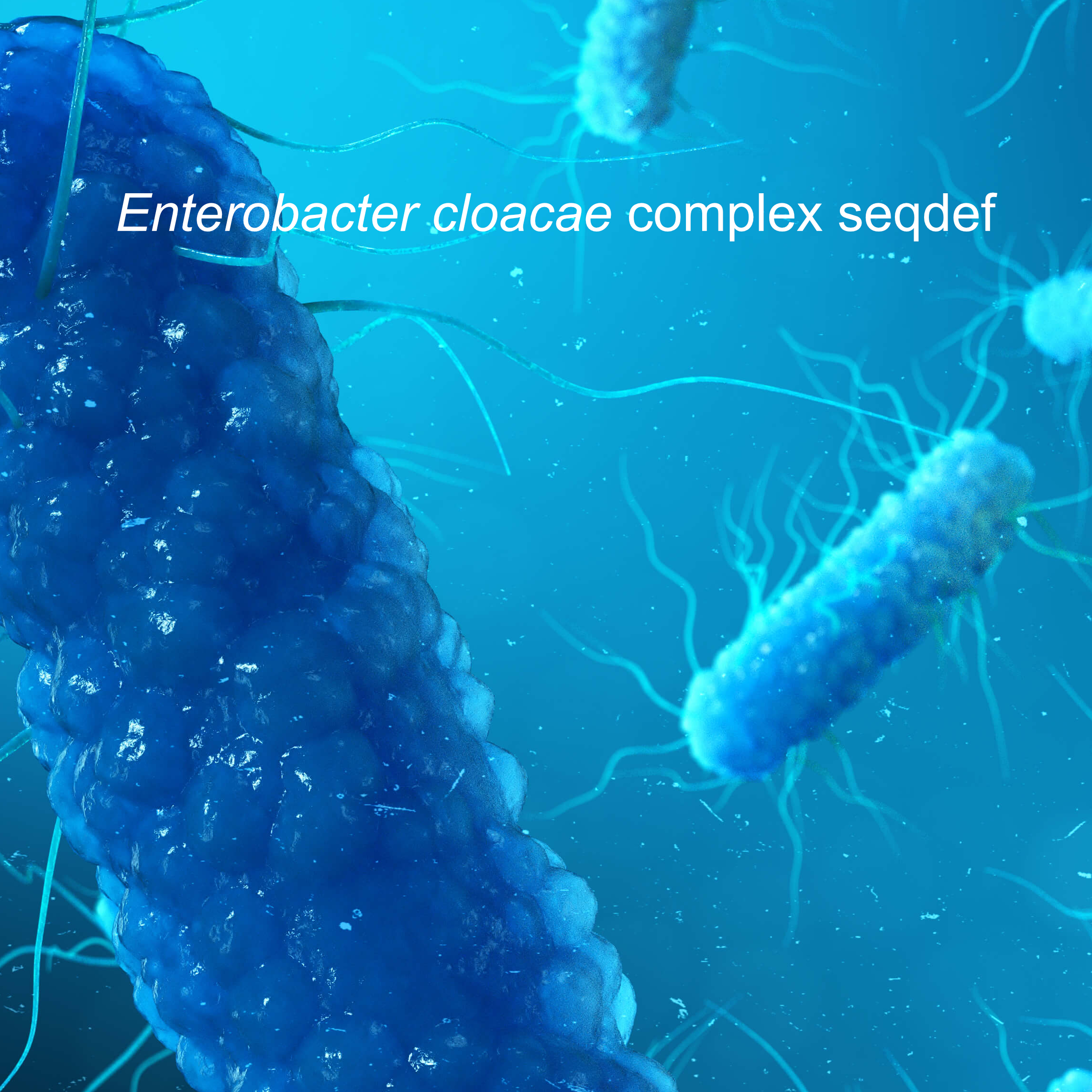 Enterobacter cloacae complex Seqdef