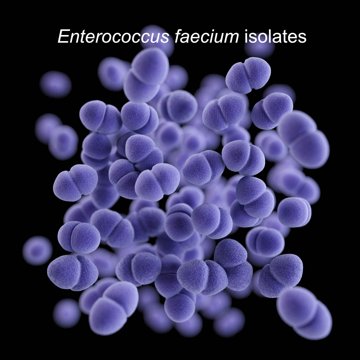 Enterococcus faecium Isolates