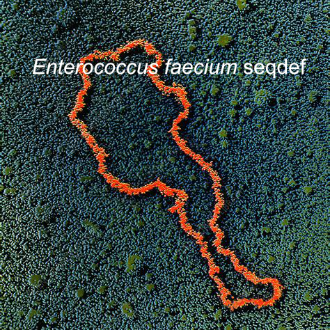 Enterococcus faecium Seqdef
