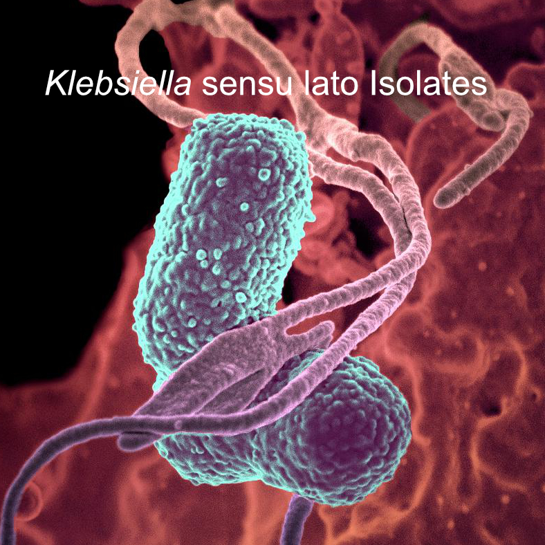 Klebsiella Sensu Lato Isolates